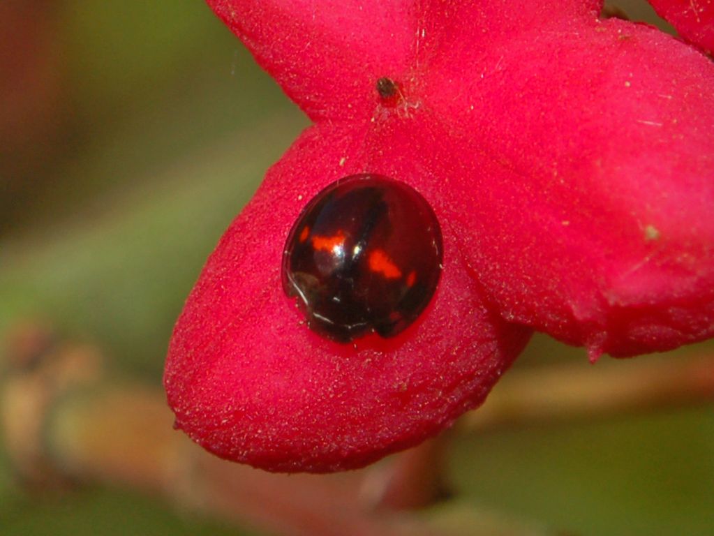 Una coccinella sconosciuta ...
